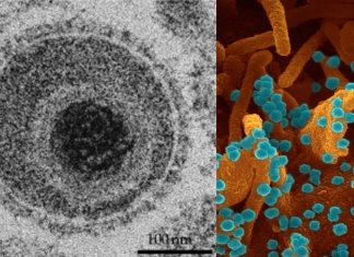 Simian Arterivirus Causing Fatal Hemorrhagic Fevers Acquired Mutations Needed to Transition to Humans