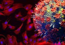 SARS-CoV-2 Spike Protein Causes Endothelial Vascular Dysfunction
