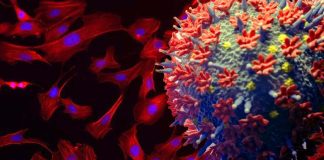 SARS-CoV-2 Spike Protein Causes Endothelial Vascular Dysfunction