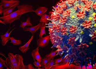 SARS-CoV-2 Spike Protein Causes Endothelial Vascular Dysfunction