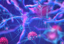 Gli astrociti sono suscettibili all’infezione da SARS-CoV-2