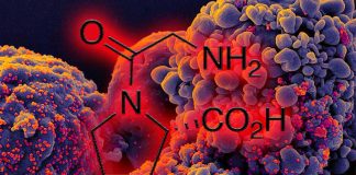 Plasma metabolites such as glycylproline (gly-pro) and long-chain acylcarnitines could be associated with antibody fading in COVID-19 convalescent patients