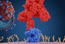 Key mutations that govern the Omicron S-mediated low fusogenicity and endosomal entry