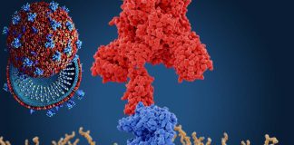 Key mutations that govern the Omicron S-mediated low fusogenicity and endosomal entry