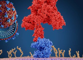 Key mutations that govern the Omicron S-mediated low fusogenicity and endosomal entry