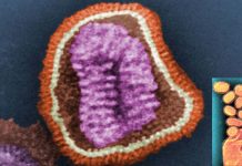University Of Glasgow Discovers New Pathogen That Can Evade Immune System