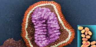 University Of Glasgow Discovers New Pathogen That Can Evade Immune System