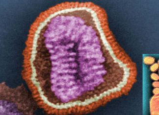 University Of Glasgow Discovers New Pathogen That Can Evade Immune System