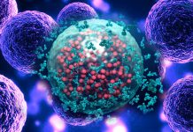 The role of senescent cells in anti-aging medicine