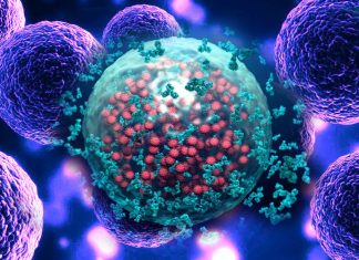 The role of senescent cells in anti-aging medicine