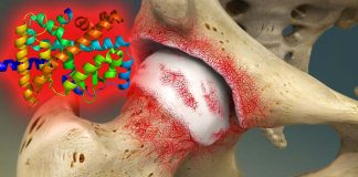 The nuclear receptor RORβ could present a novel therapeutic target to protect cartilage damage and perhaps turn on cartilage regeneration