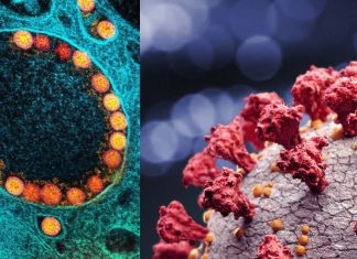 SARS-CoV-2 coronavirus is different from all other Betacoronaviruses in partially activating the IRE1α/XBP1 endoplasmic reticulum stress pathway