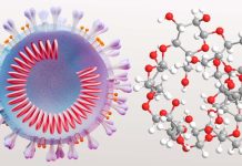 Le beta ciclodestrine possono essere utilizzate come antivirali contro SARS-CoV-2