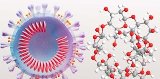 Le beta ciclodestrine possono essere utilizzate come antivirali contro SARS-CoV-2