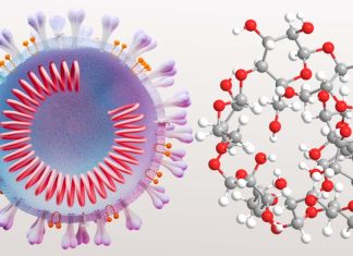 Le beta ciclodestrine possono essere utilizzate come antivirali contro SARS-CoV-2