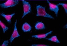 Human Host Protein Cyclophilin-A Plays A Role In Aiding SARS-CoV-2 infections