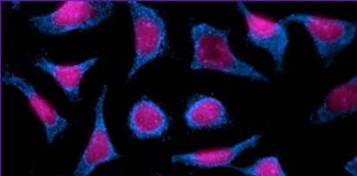 Human Host Protein Cyclophilin-A Plays A Role In Aiding SARS-CoV-2 infections