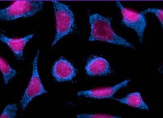Human Host Protein Cyclophilin-A Plays A Role In Aiding SARS-CoV-2 infections