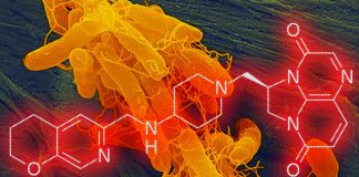 Gepotidacin: the new antibiotic to treat Treat Drug Resistance Urinary Tract Infections (UTIs)