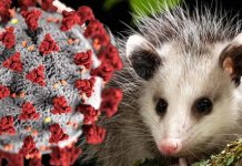 SARS-CoV-2 Has Already Spread Extensively In The Wildlife