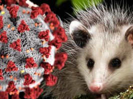 SARS-CoV-2 Has Already Spread Extensively In The Wildlife