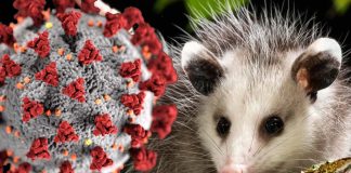 SARS-CoV-2 Has Already Spread Extensively In The Wildlife