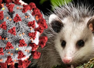 SARS-CoV-2 Has Already Spread Extensively In The Wildlife