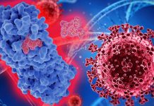SARS-CoV-2 – Nirmatrelvir: A Key Component Of Paxlovid Blunts Development Of Antiviral Adaptive Immune Responses