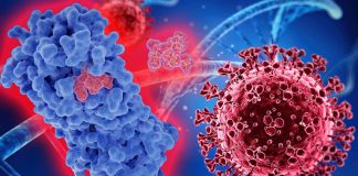 SARS-CoV-2 – Nirmatrelvir: A Key Component Of Paxlovid Blunts Development Of Antiviral Adaptive Immune Responses