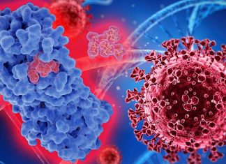 SARS-CoV-2 – Nirmatrelvir: A Key Component Of Paxlovid Blunts Development Of Antiviral Adaptive Immune Responses