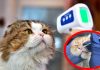 I gatti domestici stanno diventando serbatoi virali per SARS-CoV-2