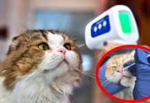 I gatti domestici stanno diventando serbatoi virali per SARS-CoV-2