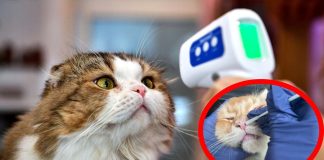 I gatti domestici stanno diventando serbatoi virali per SARS-CoV-2