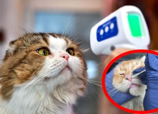 I gatti domestici stanno diventando serbatoi virali per SARS-CoV-2