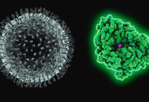 L’amminoacido D-alanina può aiutare a prevenire e curare la gravità del COVID-19