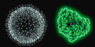 L’amminoacido D-alanina può aiutare a prevenire e curare la gravità del COVID-19