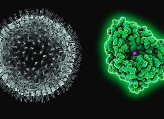L’amminoacido D-alanina può aiutare a prevenire e curare la gravità del COVID-19