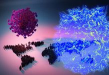 The TYK2 gene associated with lupus provides protection against SARS-CoV-2 infection