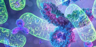 ORF3c localizes to mitochondria during SARS-CoV-2 infection by inhibiting innate immunity by limiting IFN-β production