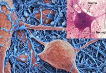 Researchers have discovered a new glial mechanism in synaptic plasticity that links learning and memory