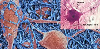 Researchers have discovered a new glial mechanism in synaptic plasticity that links learning and memory