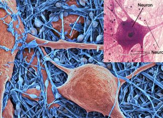 Researchers have discovered a new glial mechanism in synaptic plasticity that links learning and memory