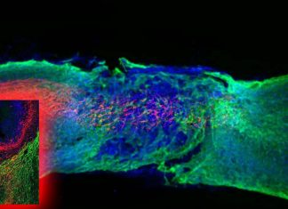 Vsx2 neurons are vital and sufficient for spinal cord stimulation therapies to be effective to restore motor function in those with spinal cord injury