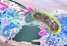 Terapia batterica per curare il cancro