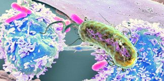 Terapia batterica per curare il cancro