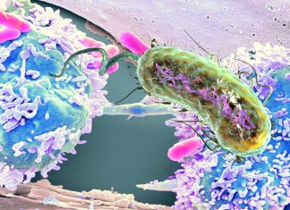 Terapia batterica per curare il cancro