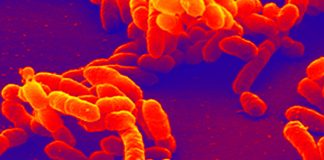 Canada: Haemophilus influenzae type B outbreak in Island Health