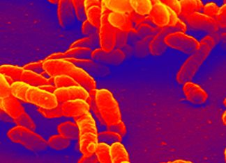 Canada: Haemophilus influenzae type B outbreak in Island Health