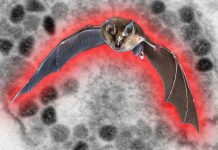 Researchers have found that Khosta-2 sarbecoviruses can infect humans – worse than SARS-CoV-2