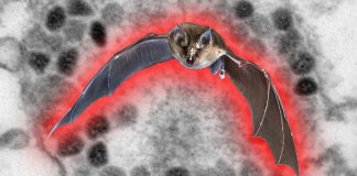 Researchers have found that Khosta-2 sarbecoviruses can infect humans – worse than SARS-CoV-2